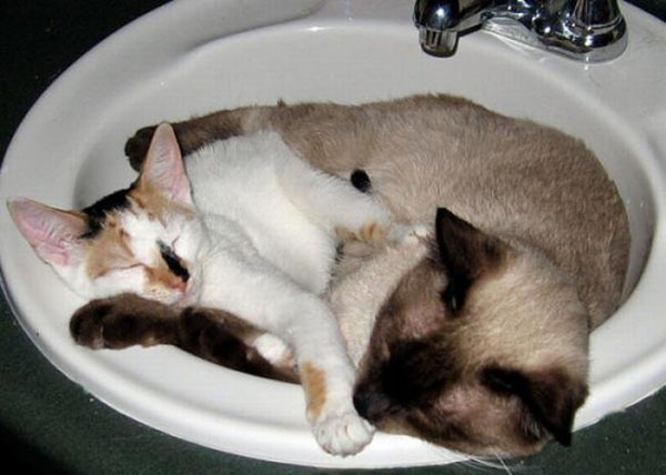 Прикольная подборка няшек в умывальнике (ч.1)