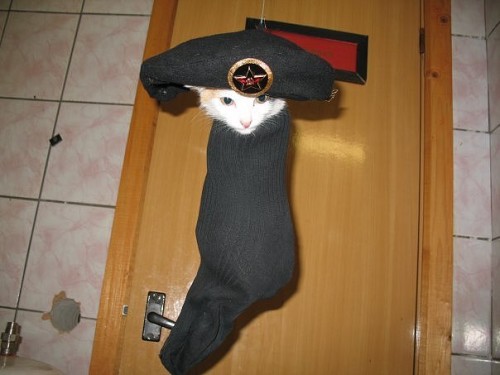 Коты в армии