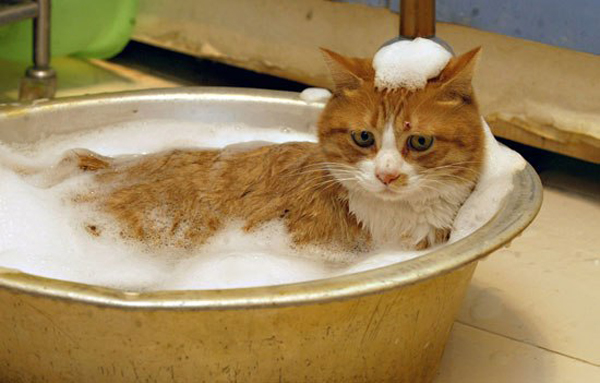 Прикольная подборка няшек в умывальнике (ч.2)