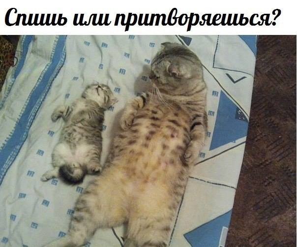 Милая картинка с пушистиками