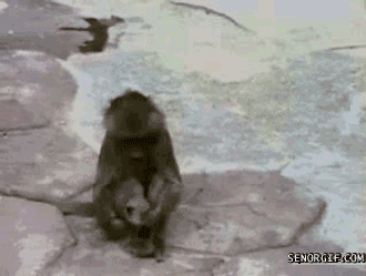 Пугливая обезьяна (gif)