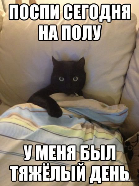 Смешной фотоприкол с котэ