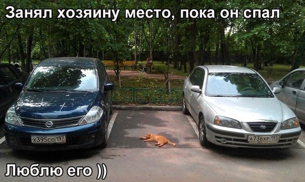 Люблю хозяина... Няшный фотоприкол