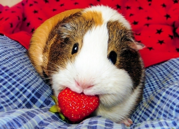 Большие любители клубнички! Прикольная подборка