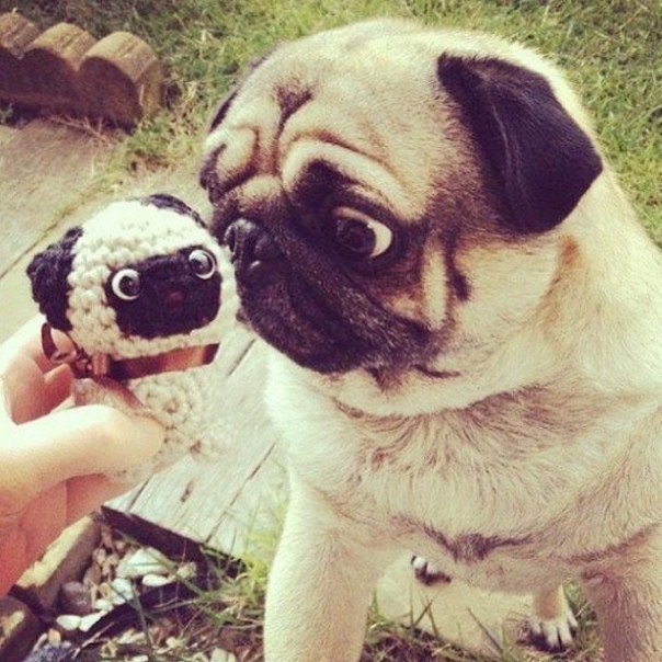 Смешная подборка с мопсиками