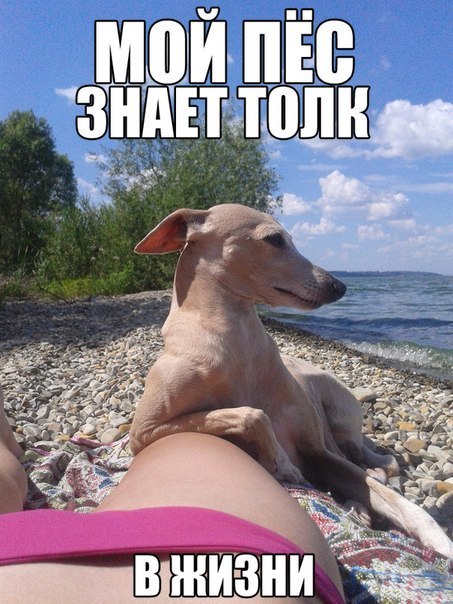 Прикольная фотка с чётким псом