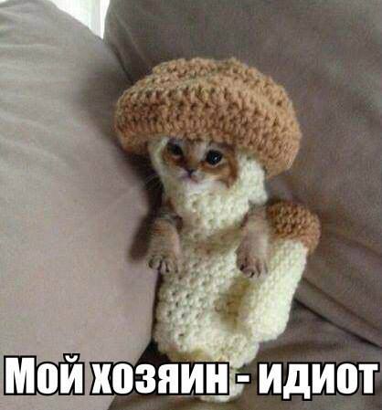 Мой хозяин - идиот