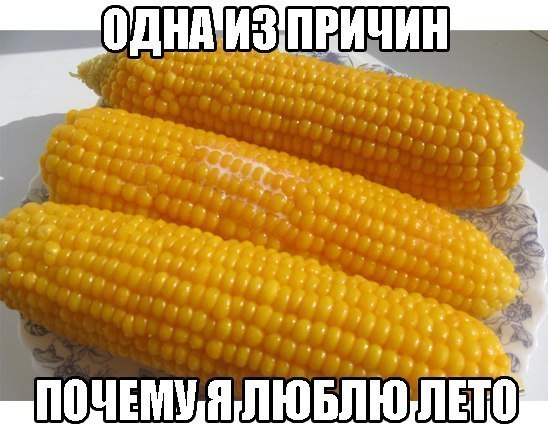 Вот за что я люблю лето