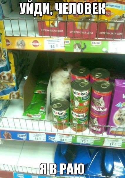 Котейка нашла Рай