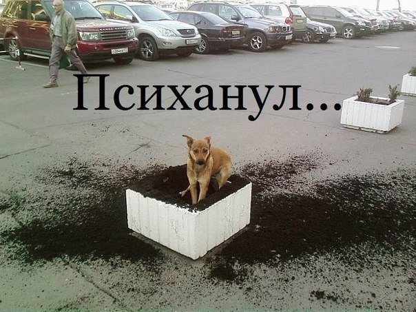 Няша психанула