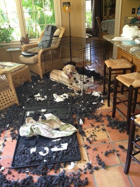 Няшка и железное алиби