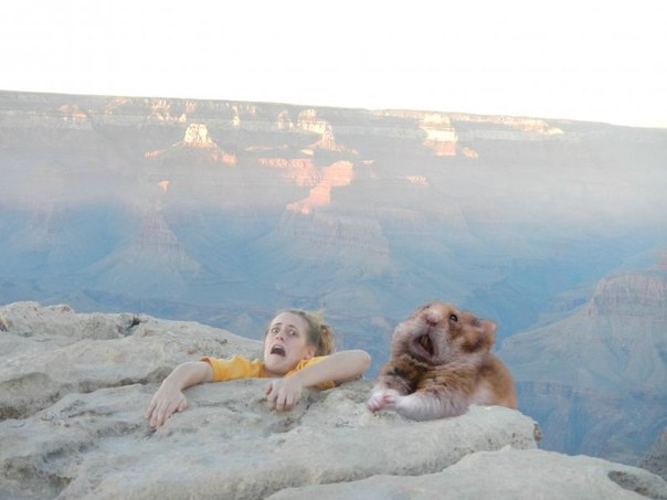 Приключения хомяка. Прикол