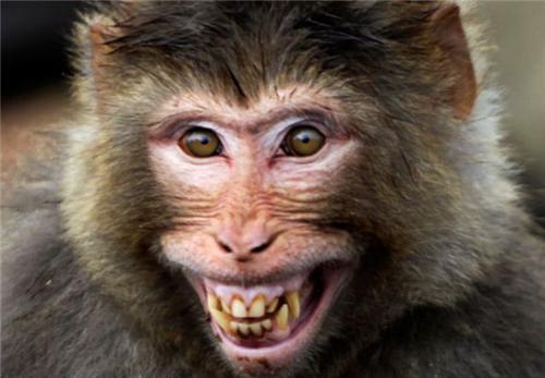 Смешные обезьяны