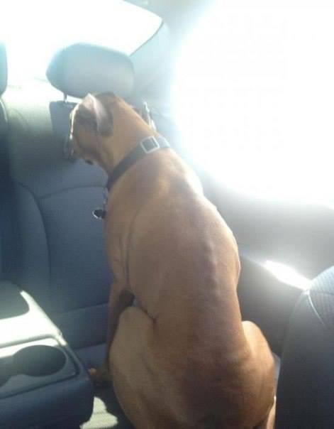 Мешал ехать за рулем. Накричал. Обиделся