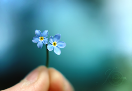 Цветы к 8 марта