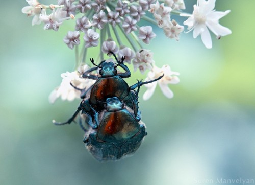 Любовь насекомых