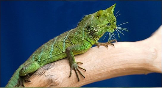 Упоротая подборка или сказочные животные