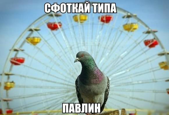 Прикольная фотка с голубином
