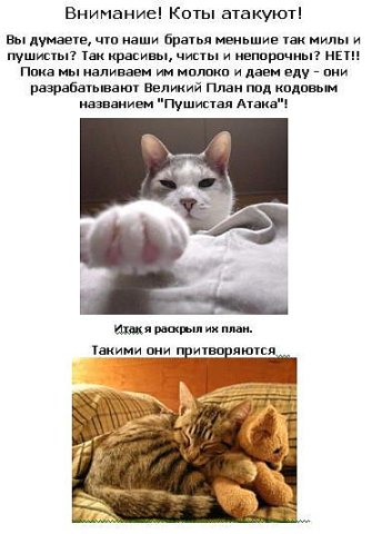 Коты атакуют