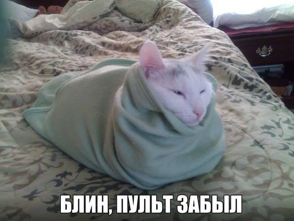 Блин, пульт забыл! Прикольное фото