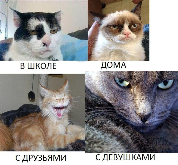 Многогранный няшка котэ