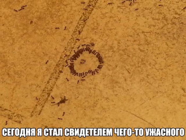 Ах, Эта Свадьба, свадьба, свадьба...