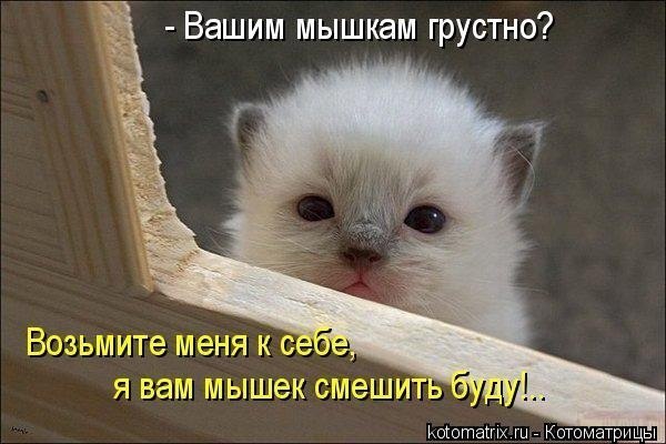 Котик