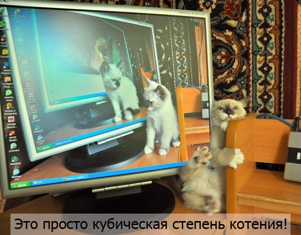 Прикольная фотка с котэ в 3д.