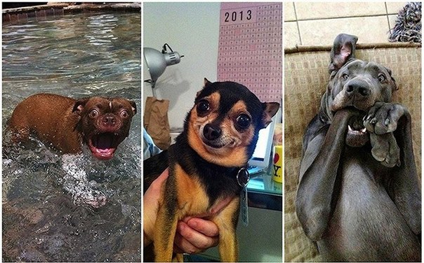 Невероятные собаки-улыбаки