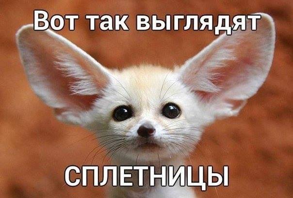 Сплетницы-красавицы