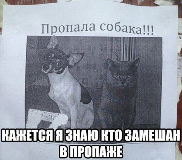 Подозрительный котэ скрывает в подвале собаку