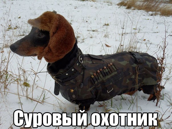 Мимимишный охотник