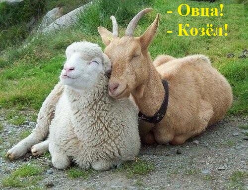 Любовь зла. Вокруг козлы и овцы