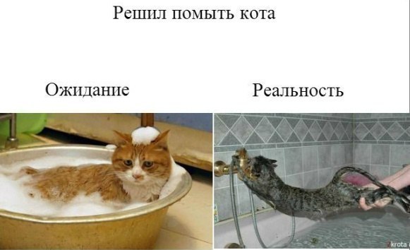 Ожидание и реальность. А ты помой кота